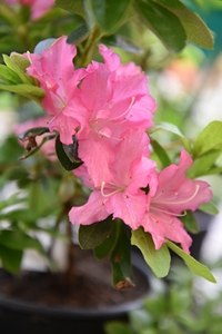 Evergreen Azalea